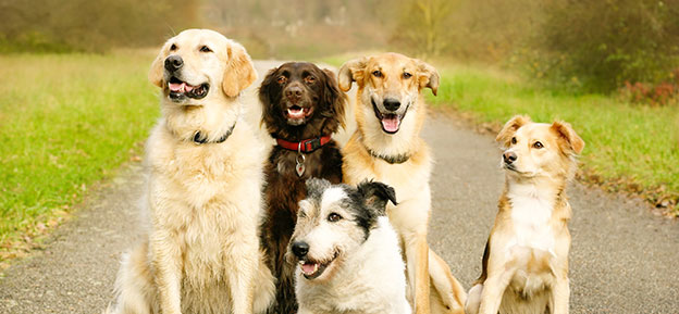 Gruppe glücklicher Hunde unterschiedlicher Rassen auf einem Weg in der Natur mit grünem Gras im Hintergrund.