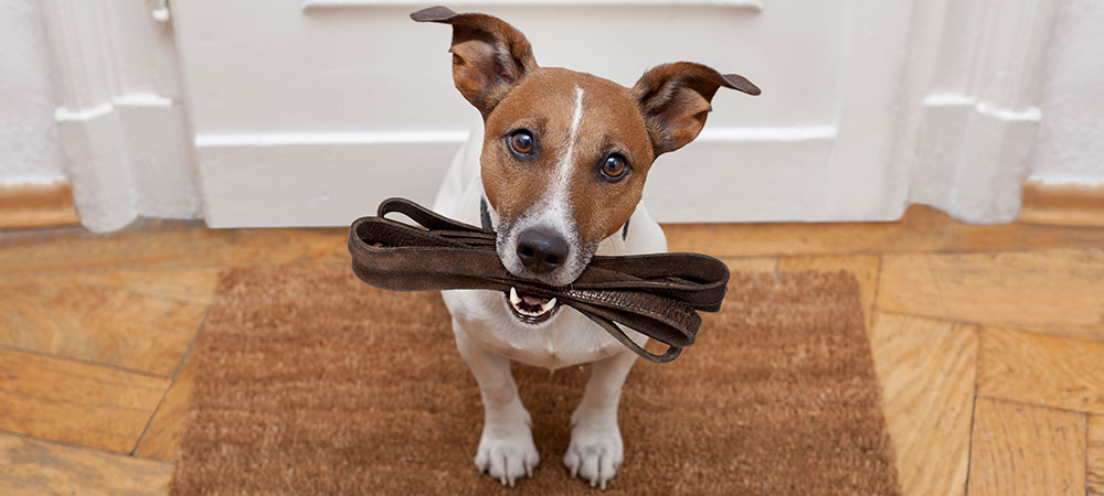 Jack Russel Terrier sitzt mit Leine im Maul vor der Tür