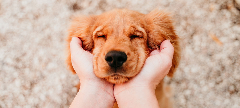 Cocker Spaniel Welpe legt seinen Kopf mit geschlossenen Augen in die Hände seines Menschen