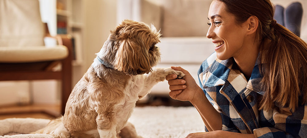 Kleiner Hund sitzt links neben seiner Besitzerin und gibt ihr