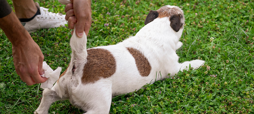 Hund bekommt auf einer Wiese die Analdrüsen ausgedrückt