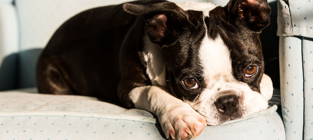 Schwarz weißer Hund liegt auf Sessel und guckt mitleidig