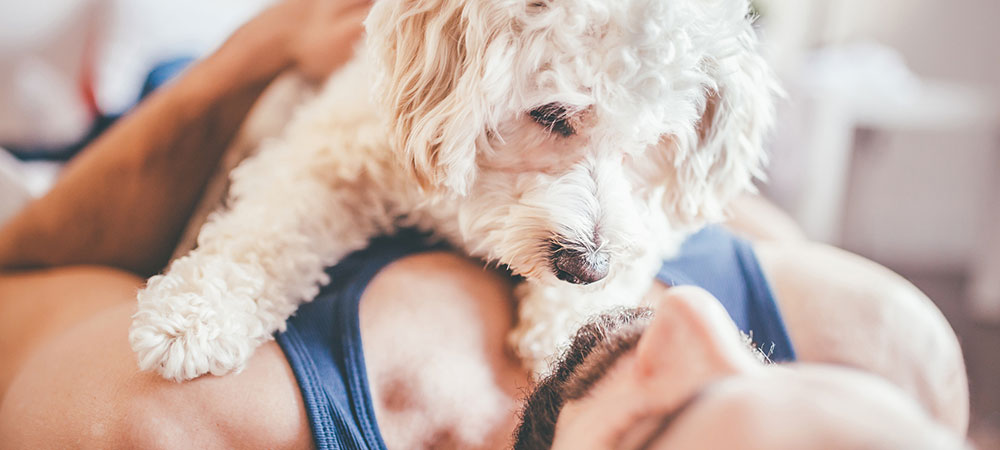 Maltipoo Mix sitzt auf seinem Besitzer in blauem Tank Top und schaut auf ihn herab