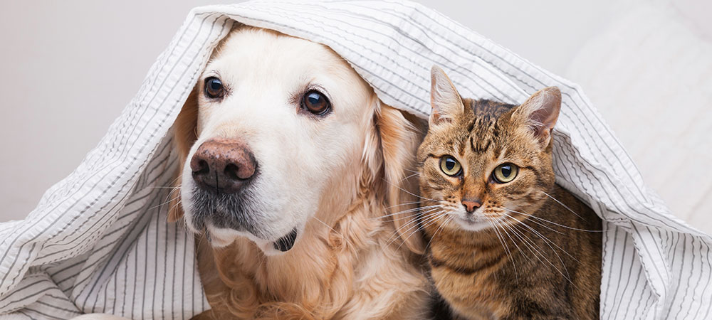 Hund und Katze liegen nebeneinander mit einer Decke über den Köpfen