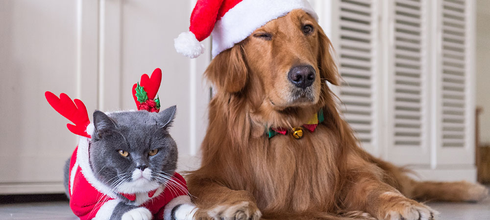 Hund und Katze im Weihnachtsoutfit