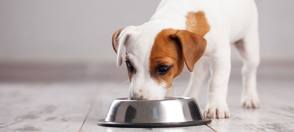 kleiner Weißer Hund frisst aus Napf