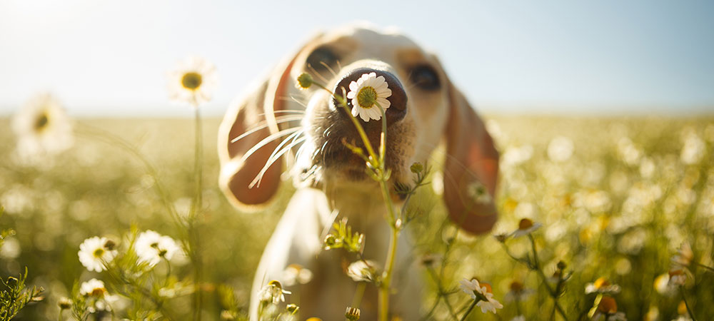 Hund steht und schüffelt auf einem Feld an einer Blume