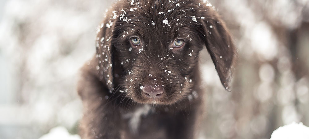 Brauner Labrador mit hellen Augen ist im Schnee und schaut in die Kamera