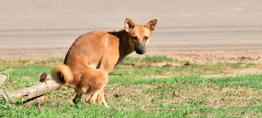 Hund macht sein Geschäft auf einer Wiese