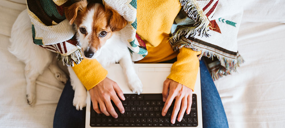 Hund sitzt im Schoß vom Herrechen und ein Laptop steht daneben 