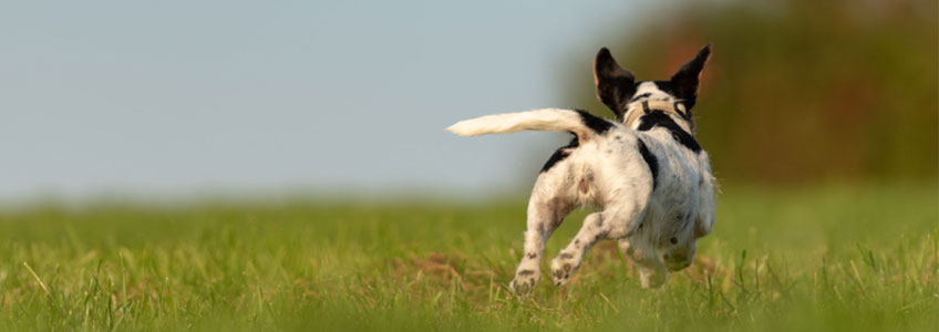 kleiner schwarz weißer Hund rennt über große Wiese