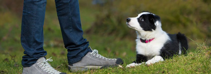 Kleiner Hund liegt auf Wiese neben ihm sind 2 Beine zu sehen