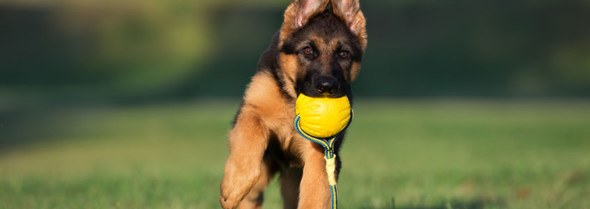 Schäferhund mit Gelben Ball im Mund