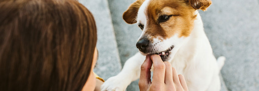 Hund bekommt einen Snack