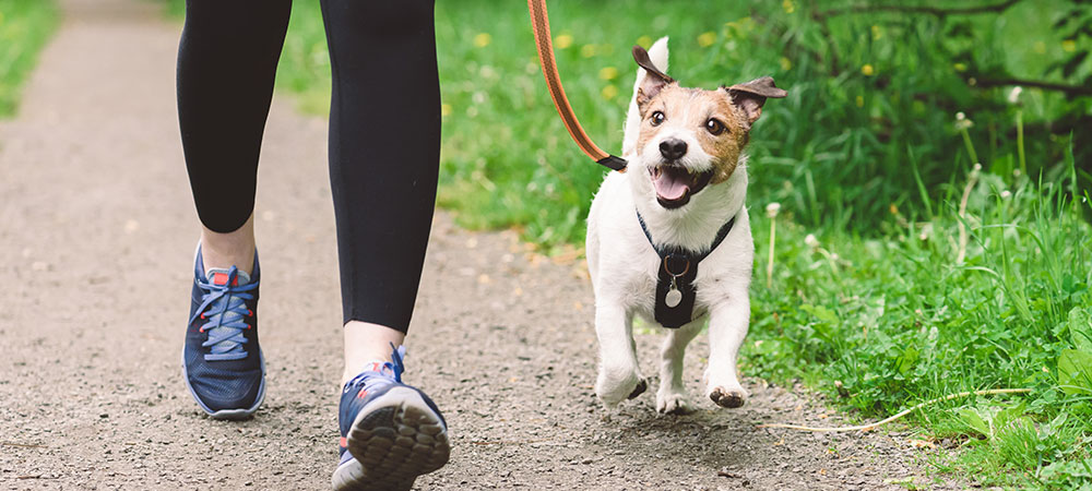 Füße von einer Joggerin mit ihrem Jack Russel Terrier beim Joggen