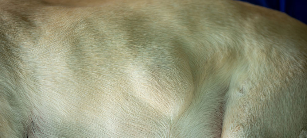 Rumpf eines hellen Labradors mit einem Lipom