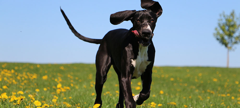 Junge Deutsche Dogge läuft mit heraushängender Zunge über eine grüne Wiese