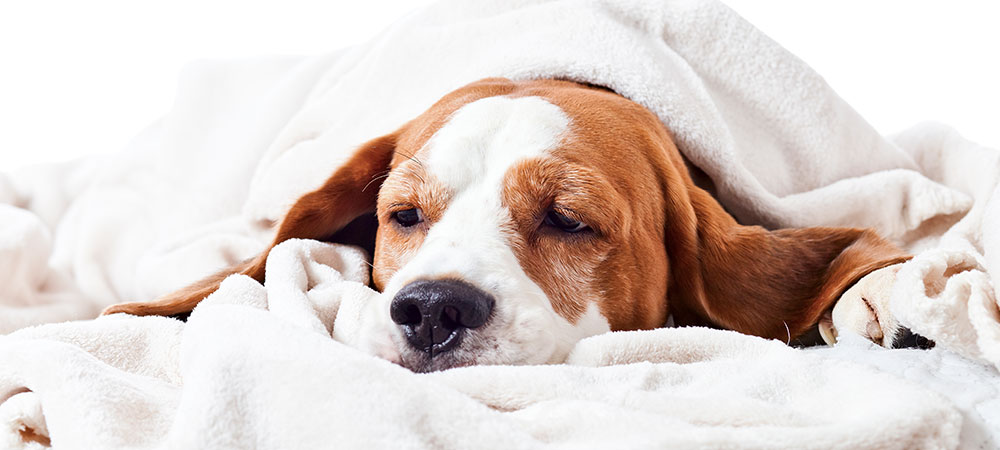 Schlafender Hund in Decke liegend