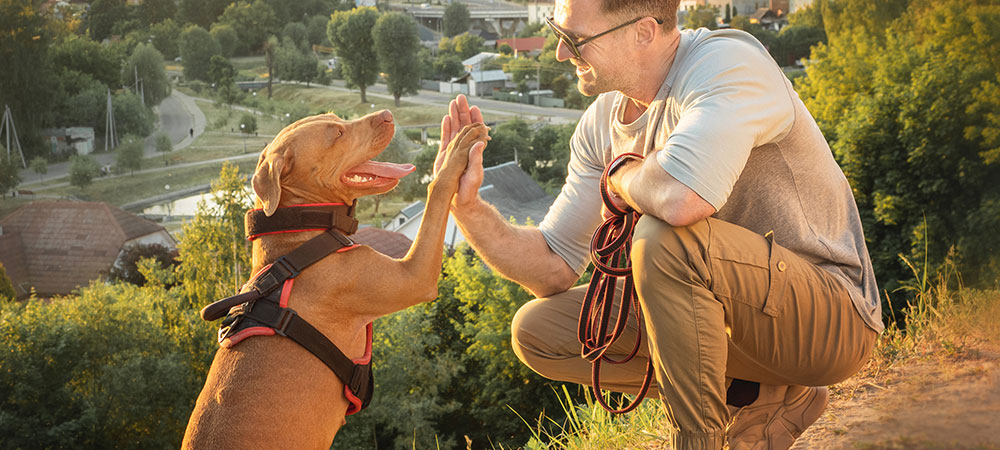 Mann sitzt mit Hund auf einem Berg mit Aussicht auf die Stadt und sie geben sich einen High Five