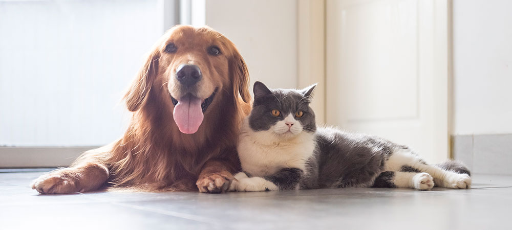 Hund und Katze liegen nebeneinander und schauen in die Kamera