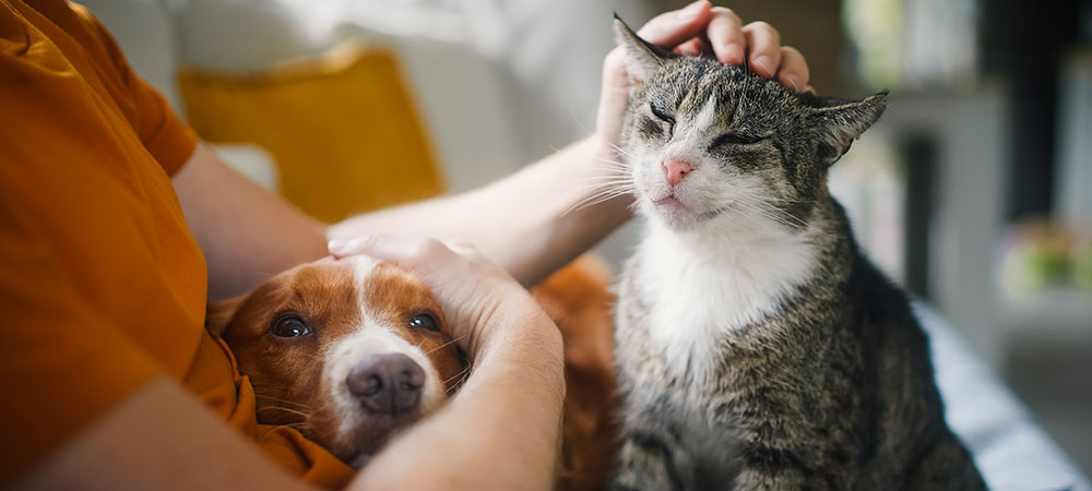 Hund und Katze auf dem Schoß ihres Besitzers