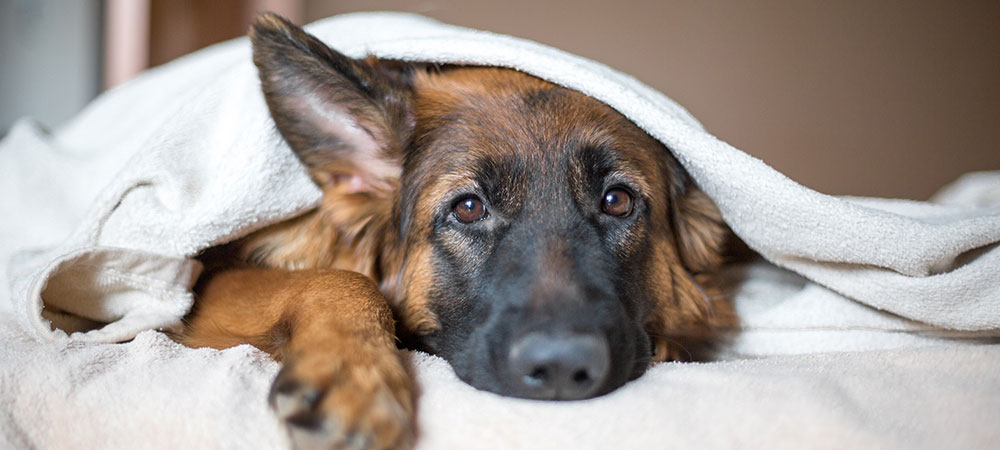 Grosser brauner Hund mit decke über dem Kopf