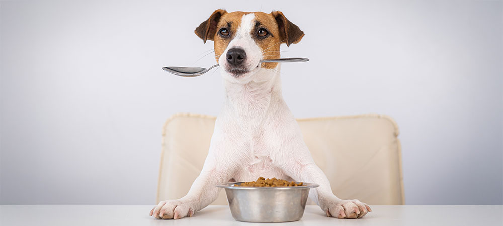 kleiner Hund mit Löffel im Mund und Futternapf vor ihm