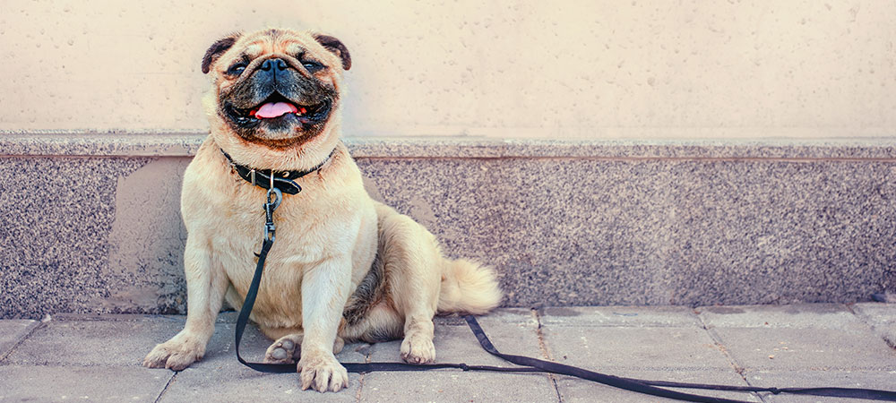 Mops sitzt auf dem Bürgersteig der Stadtstraße und wartet auf seinen Besitzer.