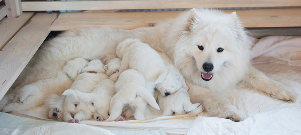 Hundemutter mit Welpen. Welpen saugen an Zitzen der Hundemutter.