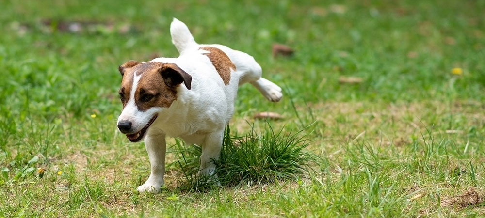 Jack Russel Terrier pinkelt auf grüne Wiese.