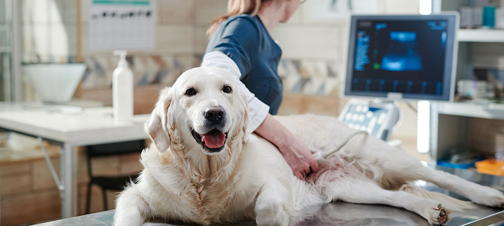 Hund liegt auf Behandlungsliege. Arzt führt Ultraschall beim Hund durch.