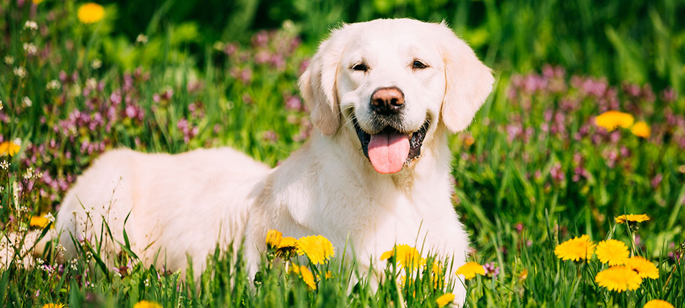 Heller Labrador liegt glücklich im Gras auf einer Blumenwiese