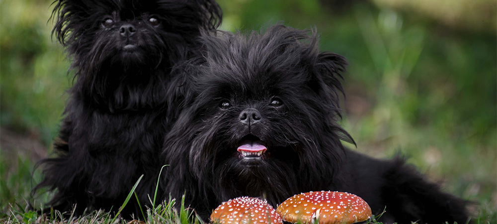 Affenpinscher