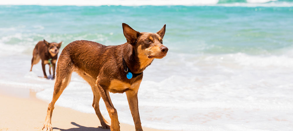 Australian Kelpie