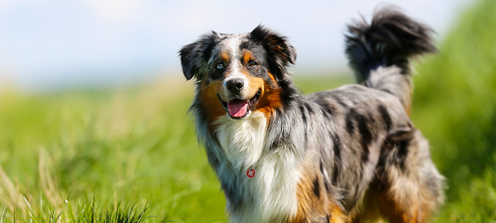 Australian Shepherd