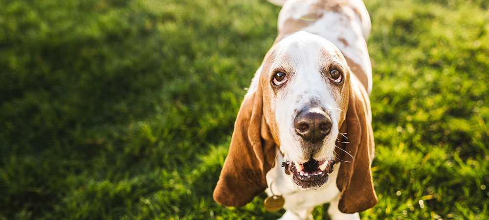 Basset Hound