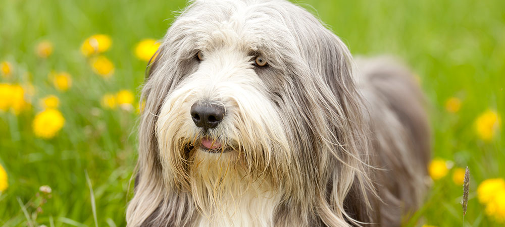 Bearded Collie