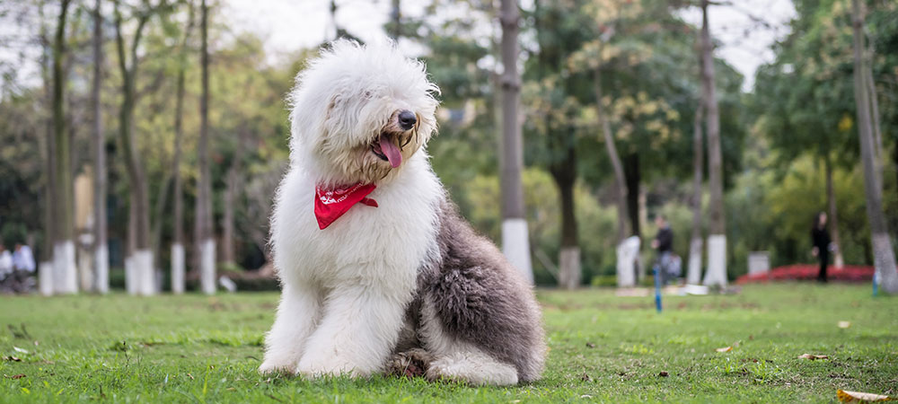 Bobtail, Old English Sheepdog