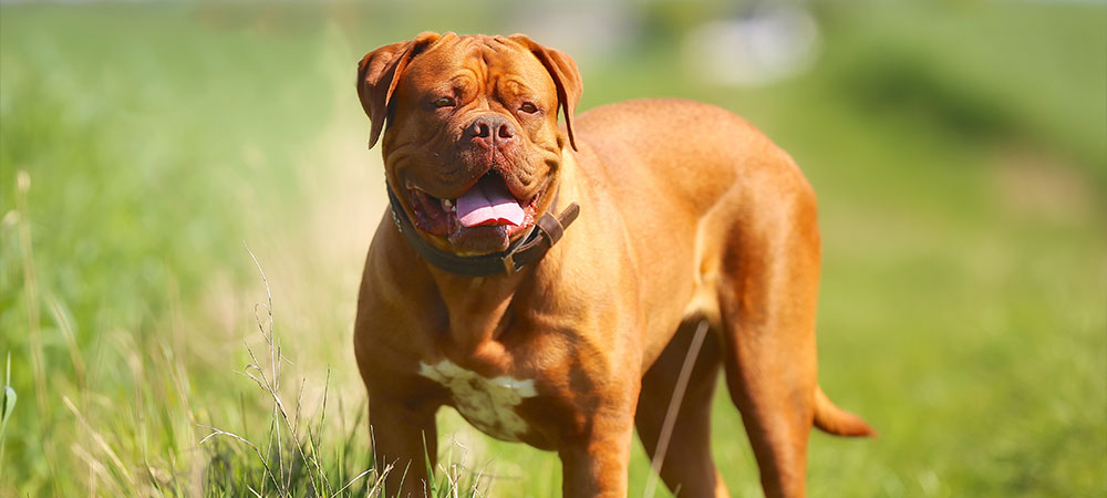 Bordeauxdogge, Dogue de Bordeaux