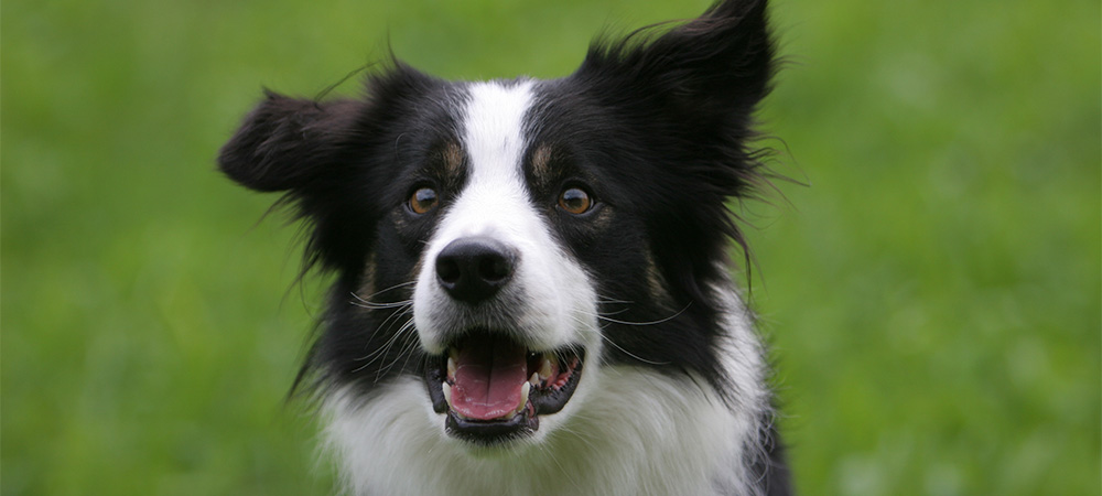 Border Collie