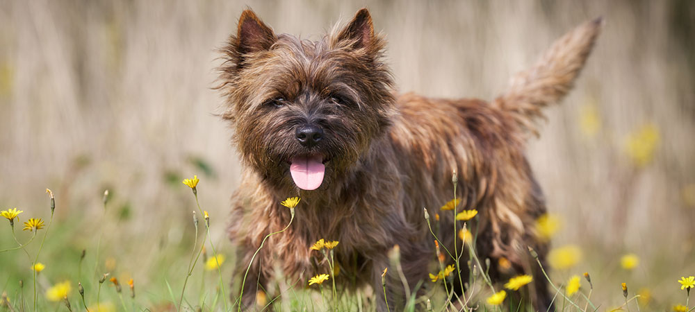 Cairn Terrier