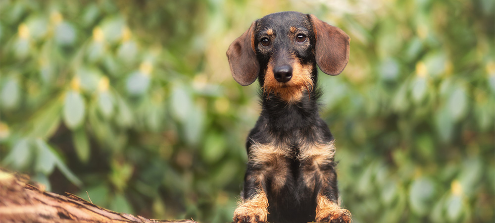 Dackel, Teckel, Dachshund