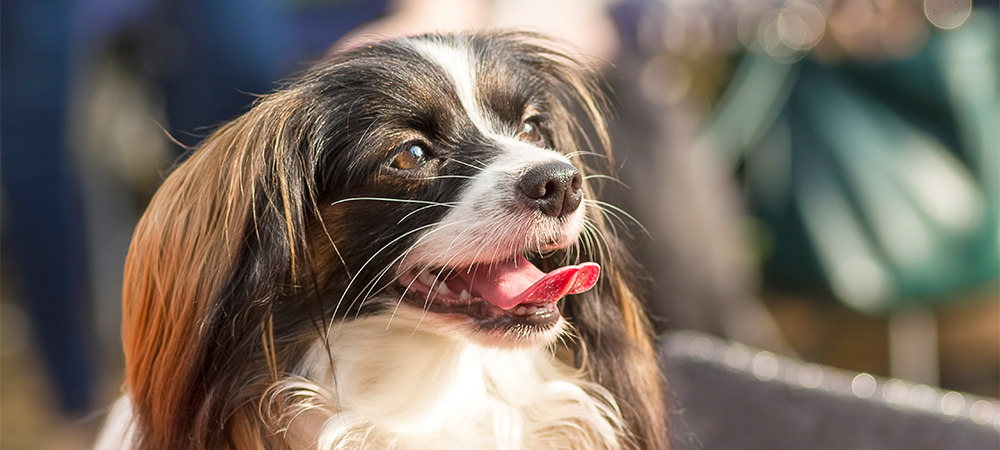 Continental Toy Spaniel Papillon