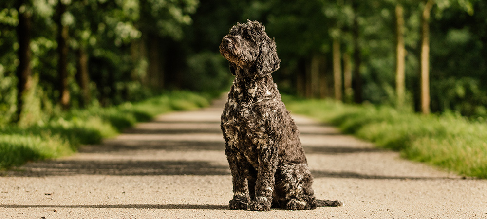 Portugiesischer Wasserhund 