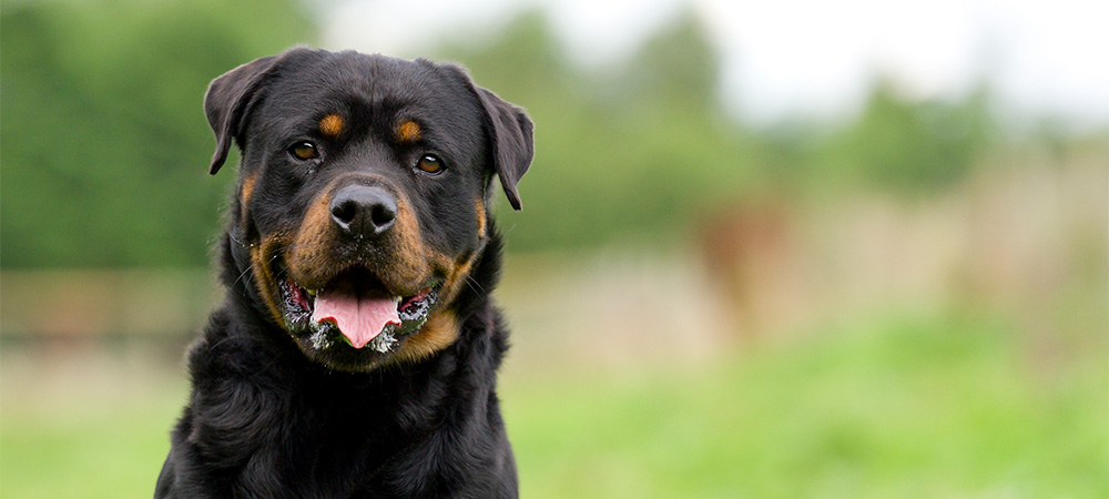 Rottweiler