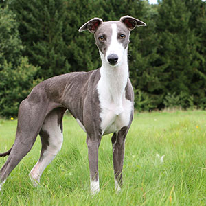 Whippet