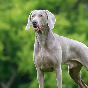 Weimaraner