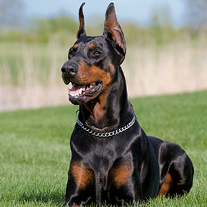 Dobermann