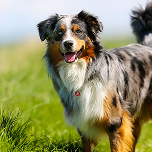 Australian Shepherd