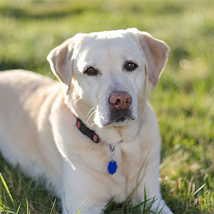 Labrador Retriever